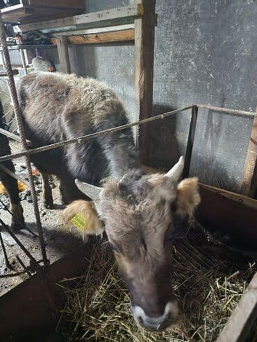 телки кунажын: Сатам | Бука (эркек) | Бордоп семиртүү үчүн | Кунажын — 2