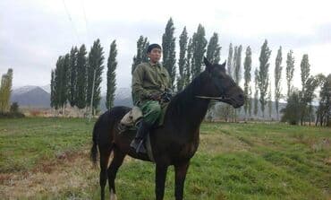 бордер колли купить бишкек: Продаю | Конь (самец), Жеребец | Английская | Для разведения, Конный спорт | Племенные, Осеменитель — 2