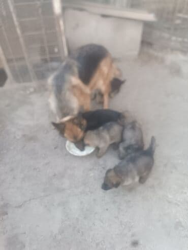 Щенки немецкой овчарки - На фото мама-овчарка и помёт щенков. - Окрас — 2