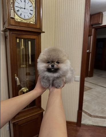 Продажа собак: Шпиц, 1 месяц, Самец, С прививкой, С родословной — 5
