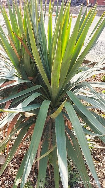 Уруктар жана көчөттөр: Юкка садовая (вероятно Yucca filamentosa/yucca gloriosa) – — 3