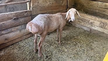 кошка регдолл: Продаю | Овца (самка), Ягненок, Баран (самец) — 4