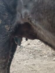 объявления о найденных животных: Продаю | Корова (самка) | Алатауская, Швицкая | Для разведения, Для молока | Племенные, Стельные, Искусственник — 2