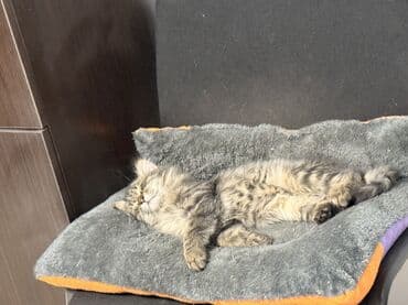 питомник чихуахуа бишкек: Роня, мальчик, родился 24.08.2025 — активный, весёлый и очень — 7