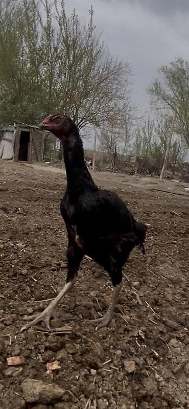 куры с цеплятами: Продаю | Куры | Бойцовая | Для разведения — 1