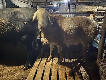 галштин карова: Продаю | Овца (самка) | На забой — 3