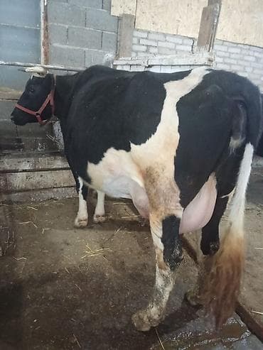 корова порода ала тоо: Продаю | Корова (самка) | Полукровка, Голштин, Алатауская | Для разведения, Для молока — 1