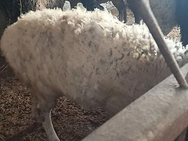 А/ч жаныбарлары үчүн тоюттар: Сатам | Ургаачы кой (ургаачы) | Көбөйтүү үчүн | Ургаачы — 1