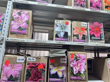 Дрова: Луковицы цветка: Лилейники — 2