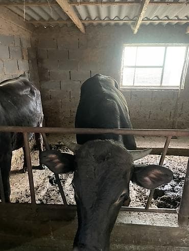 кара балта кукуруза: Продаю | Бык (самец) | На откорм | Привязанные — 3