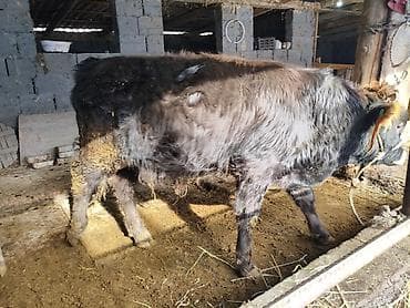 эркек ит: Сатам | Бука (эркек), Кунаажын | Алатоолук | Бордоп семиртүү үчүн, Союуга, Көбөйтүү үчүн | Асыл тукумдуу, Жасалма уруктандырылган — 8