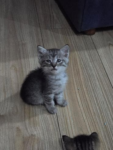 Котята – домашние, ласковые, активные. Мама метиска, папа русская — 2
