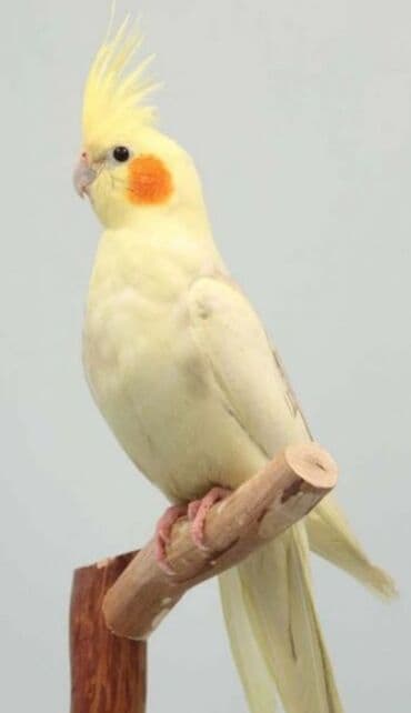 трафареты для рисования животных: Попугаи кареллы хорошо учатся говорить и приручаются к рукам. Так же — 5