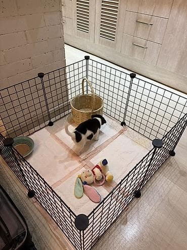 Иттер сатылат: 🐶 Пристраивается щенок только в добрые и ответственные руки. Пол — 3