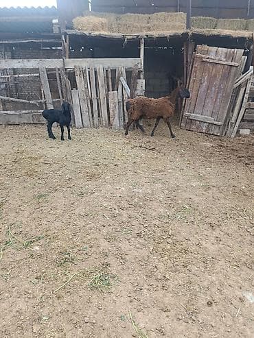 Продаю | Овца (самка) | Для разведения | Матка