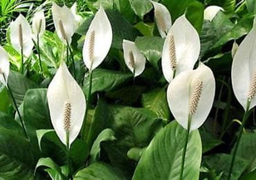 Упаковочные товары: Продаю диффенбахии. Диффенбахия чистит воздух, помогая удалять из — 6