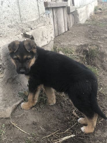купить щенка ротвейлера в бишкеке: Овчарка, 2 месяца, Самец — 5