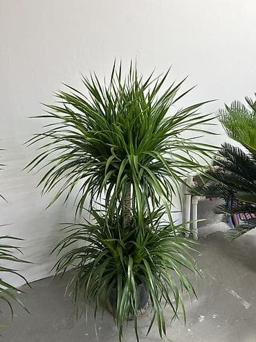 Драцена (вероятно Dracaena marginata) — крупное комнатное растение в