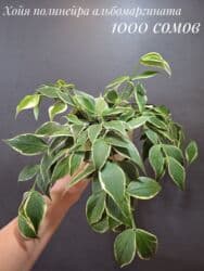 живые растения в аквариум купить: Комнатные растения, цветы (молодые растения, взрослые экземпляры). Не — 9