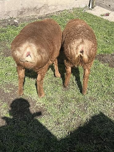 Продаю | Овца (самка) | Для разведения