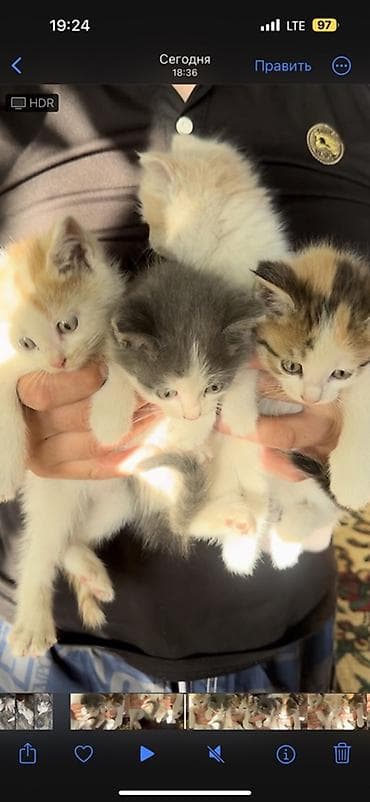 ат жаныбар: Котята, помёт из нескольких малышей. Описание: - Окрас на выбор — 1