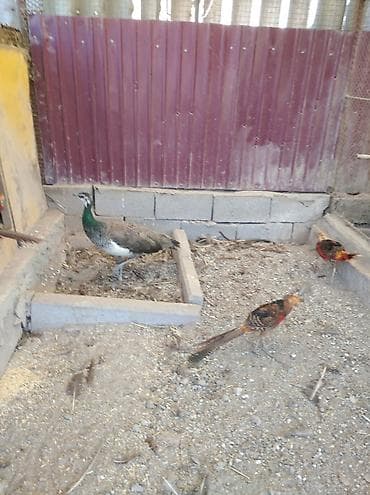 Үй жаныбарлары: Продам взрослую самку павлина — 4