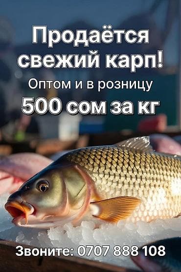 Продукты питания: Свежий карп - Выращиваем свежего карпа: упругая тушка, чистая чешуя — 1
