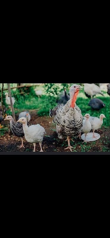 Продаю | Индюк (самец) | Бройлерная | Для разведения