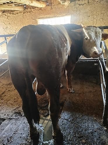 питбуль самец: Продаю | Бык (самец) | Для разведения | Привязанные — 2