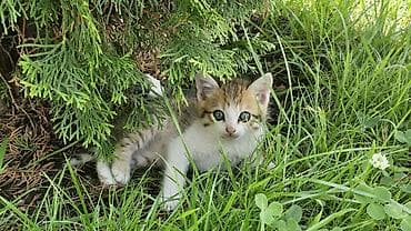 белые котенки: Бенгальская, 2 месяца, Девочка, Приучена к лотку — 9