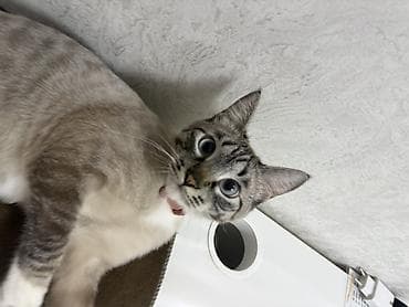 Кемирүүчүлөр: Мышык бекер берилет: Балинезия, 1 жаш, Эркек, Бычылган, Аргын, Лотокко барууга үйрөтүлгөн — 2