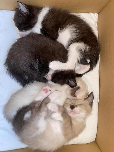 Үй жаныбарлары: Котята Тайские,3 мальчика и 1 девочка. На последней фотке мама котят — 6
