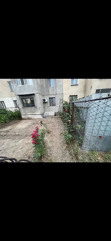 роза: Саженцы — 1