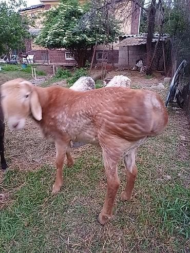 Продаю | Баран (самец) | Эдильбаевская | Для разведения | Племенные — 1