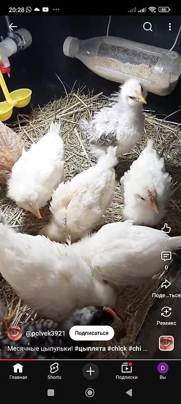 Продаю | Цыплята | Домашняя | Для разведения at lalafo.kg Продаю | Цыплята | Домашняя | Для разведения