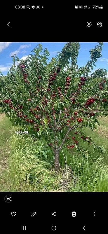 китайская кукуруза: Саженец вишни/черешни (плодоносящее дерево) - Невысокое компактное — 1