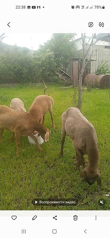 купить кормовых насекомых: Продаю | Ягненок | Арашан | Для разведения | Ярка — 2