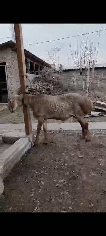 восточно европейская овчарка цена: Продаю | Овца (самка) | Для разведения — 1