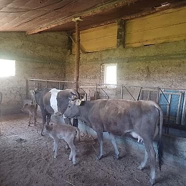 продаю крысу: Продаю | Корова (самка) | Для разведения, Для молока — 1