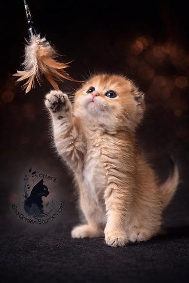 цена сфинкса: Скотиш Фолд (Шотландская вислоухая), 2 месяца, Мальчик, Золотая шиншилла, Приучена к лотку — 4