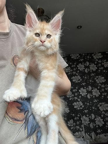 куплю хомяка с клеткой: Эксклюзивная мощные котята Мейн Куны полидакты с полным пакетом — 4