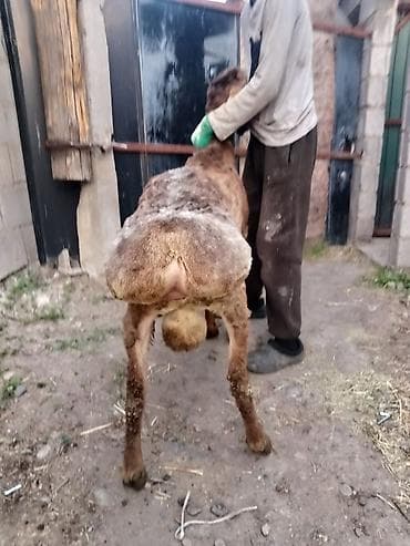 белый кошка: Продаю | Баран (самец) | На забой — 1