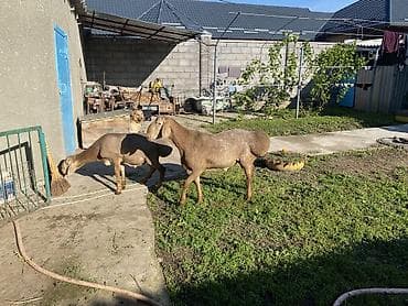 агрегат для стрижки овец: Продаю | Баран (самец) | Арашан | Для разведения — 7