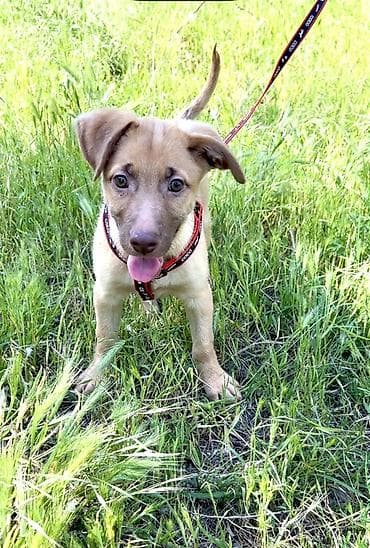 куда отдать собаку бесплатно: Собака даром: Дворняжка, 3 месяца, Самец, С прививкой — 8