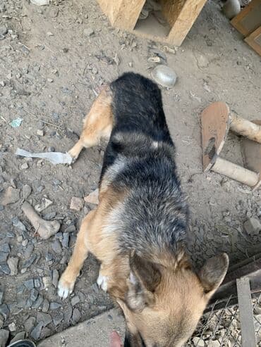 продаю собаки: Немецкая овчарка, классический чепрачный окрас (черный верх — 5