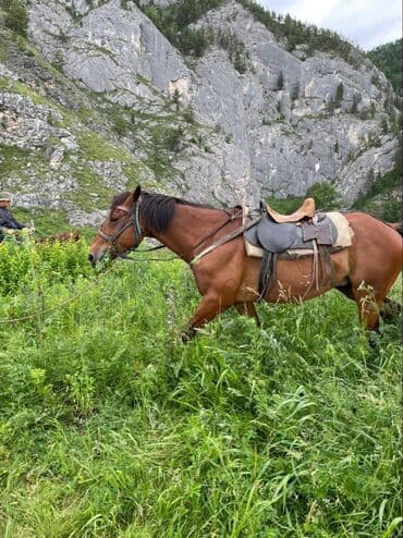 бельгийский собака: Продаю | Жеребец | Конный спорт — 3