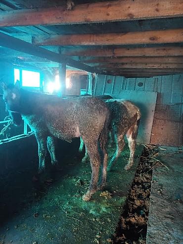 ящик сатылат: Сатам | Байтал | Жумушка — 4