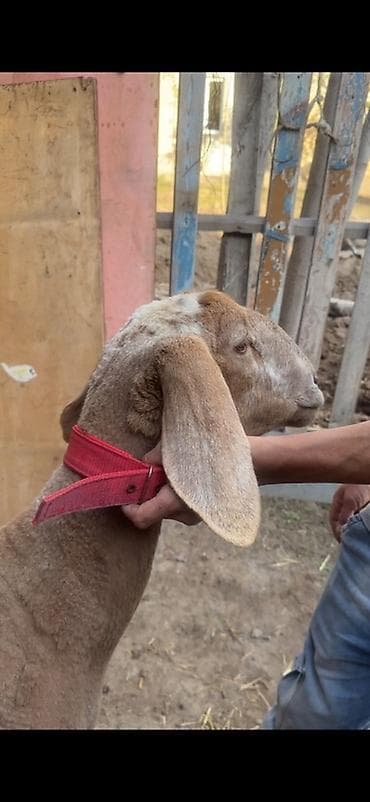 Продаю | Овца (самка) | На забой