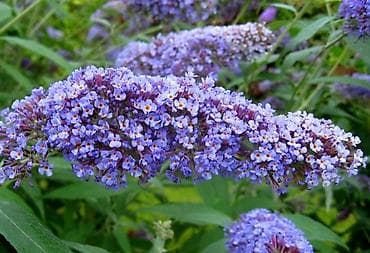 Многолетние садовые растения — коллекция декоративных цветов