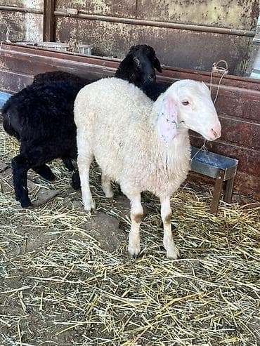 утята муларды купить: Продаю | Овца (самка) | Полукровка | Для разведения — 3